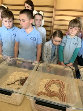 Artykuł: Węże, gekony i skorpiony na wyciągnięcie ręki - Zdjęcie 33543